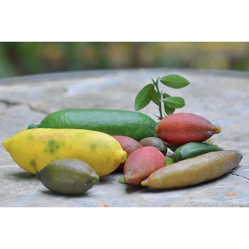 Price: €5.95 - Σπόροι Finger Lime (Citrus australasica) - 