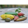 Price: €5.95 - Σπόροι Finger Lime (Citrus australasica) - 