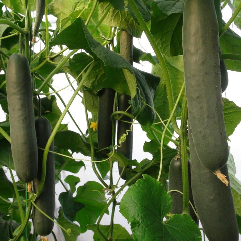 Sprinter okurek semena