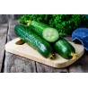 Price: €1.65 - Graines de concombre Sprinter - Seeds Gallery