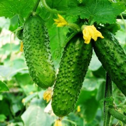 Price: €1.65 - Graines de concombre Palanka de cornichon - 