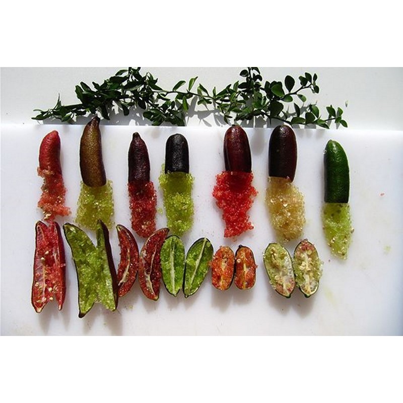 Price: €5.95 - Σπόροι Finger Lime (Citrus australasica) - 