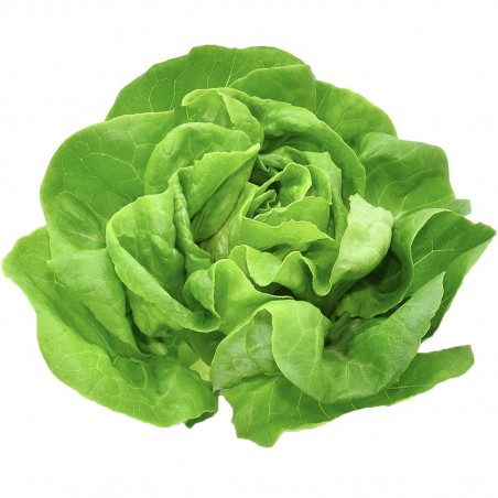 Price: €1.85 - Vuka Frühlingskopfsalatsamen -