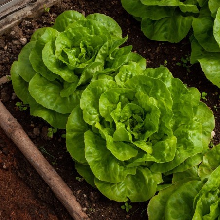 Price: €1.85 - Semințe de salată de cap de primăvară Vuka -