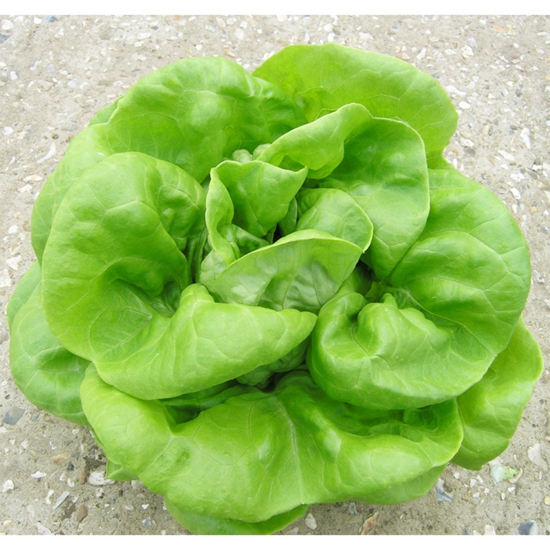Price: €1.85 - Vuka Frühlingskopfsalatsamen - 