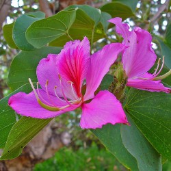 Price: €1.25 - Μποχίνια σπόροι (Bauhinia variegata) - 