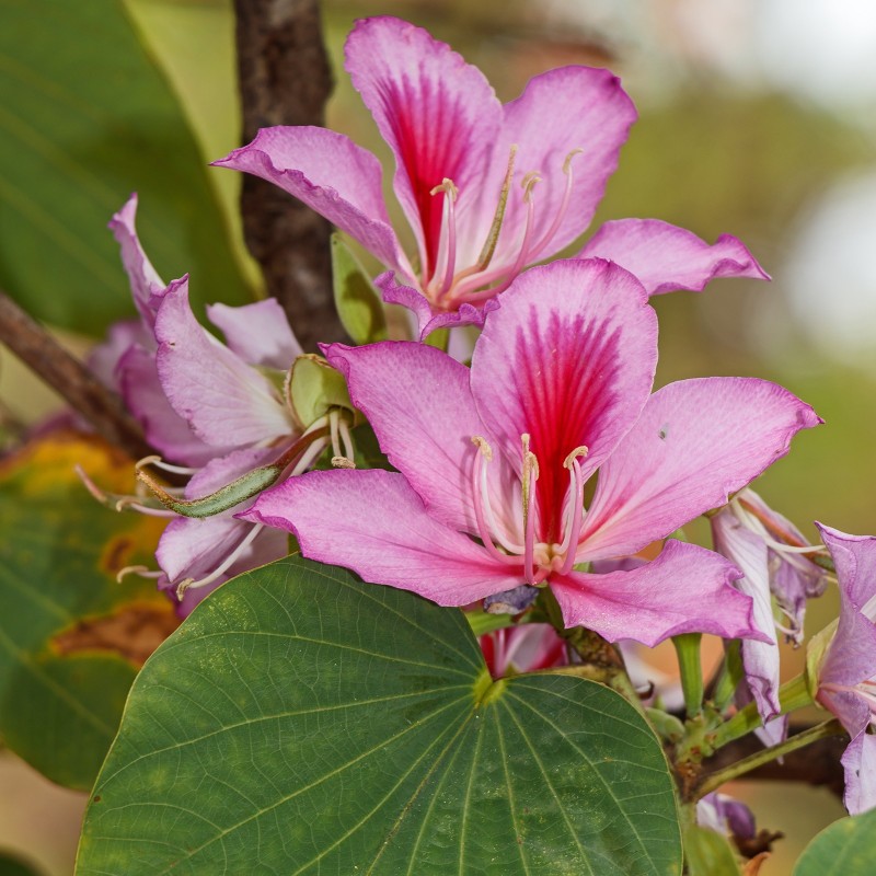 Graines de l'Arbre à fleurs d'orchidées (Bauhinia variegata) | 2,00 €
