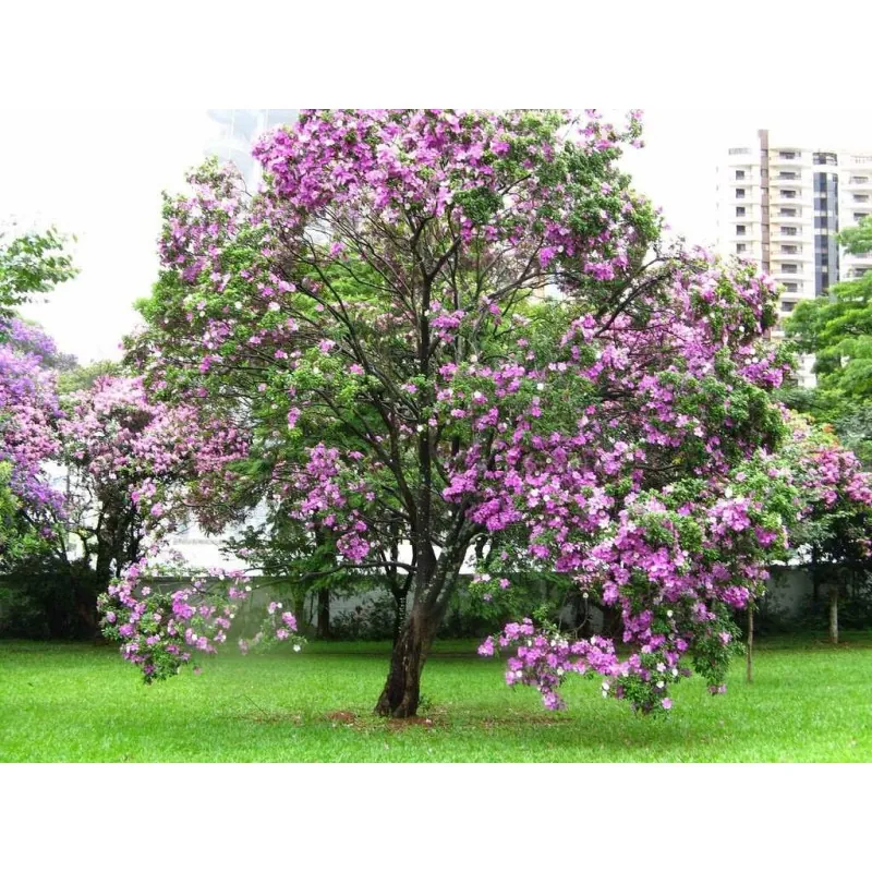Orchid tree - mountain ebony seeds (Bauhinia variegata)