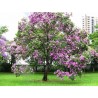 Orhideja seme - planinska ebanovina (Bauhinia variegata) | 2,00 €