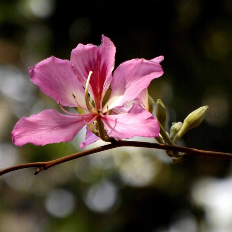 شجرة الأوركيد - بذور الأبنوس الجبلية (Bauhinia variegata) | 2.00 €