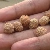 Price: €3.5 - Sementes de Jujuba (Zizyphus jujuba) - 