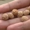 Semena Ziziphus jujube (Datlovník čínský)