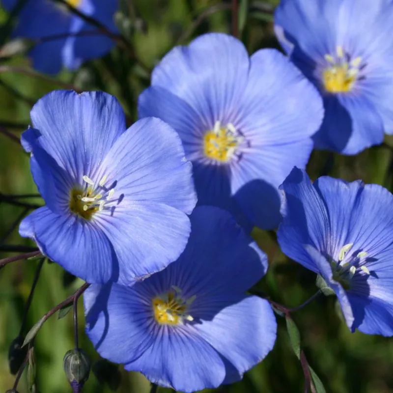 Gemeiner Lein Samen (Linum usitatissimum)