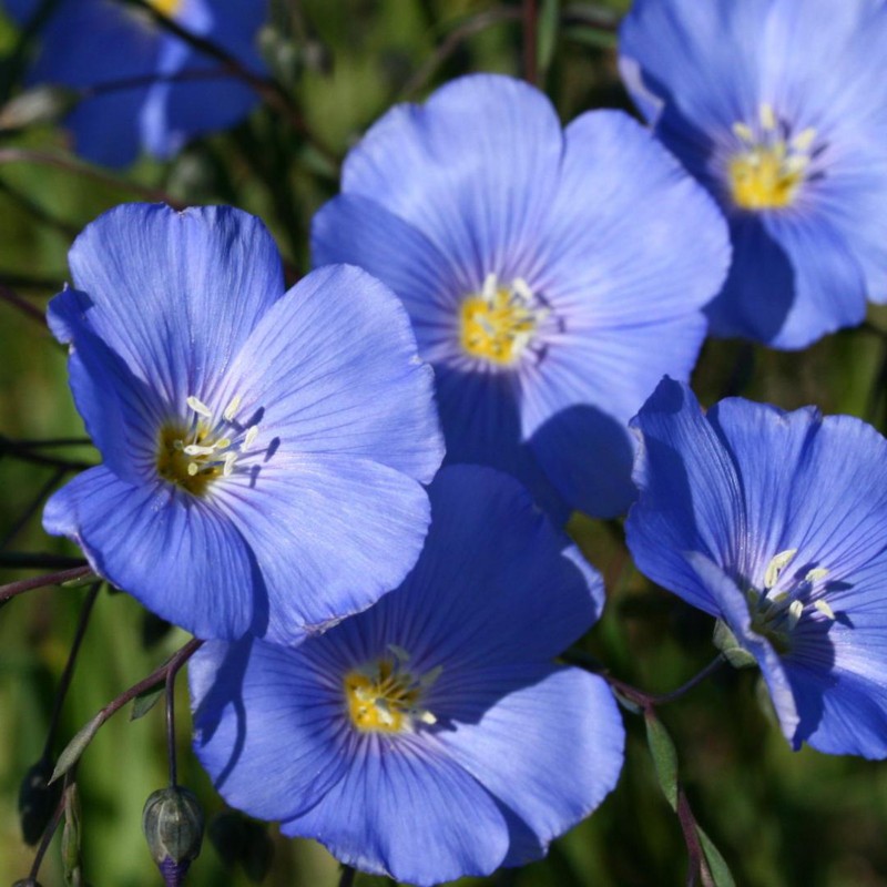 Price: €1.35 - Graines de Lin (Linum usitatissimum) - 