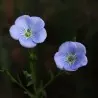 Common Flax Seeds (Linum usitatissimum)