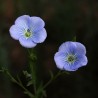 Price: €1.35 - Graines de Lin (Linum usitatissimum) - 
