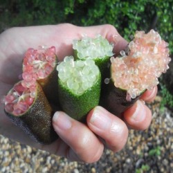 Prstenasta Limeta Seme - Finger Lime