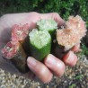 Price: €5.95 - Prstenasta Limeta Seme - Finger Lime - 