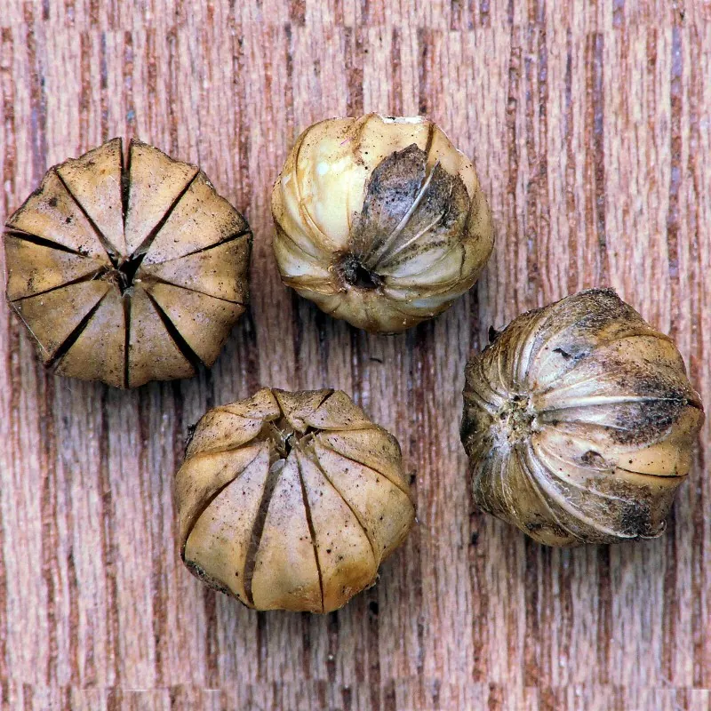 Common Flax Seeds (Linum usitatissimum)
