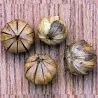 Gemeiner Lein Samen (Linum usitatissimum)