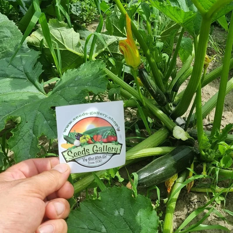 All Green Bush Courgette Seeds