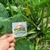 All Green Bush Courgette Seeds