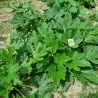 All Green Bush Courgette Seeds