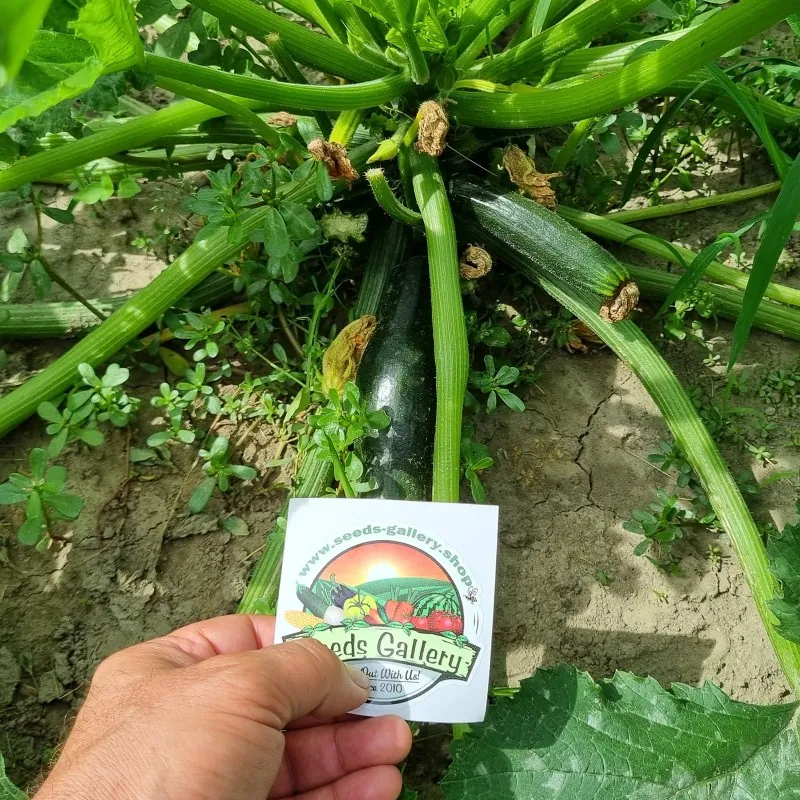 All Green Bush Courgette Seeds