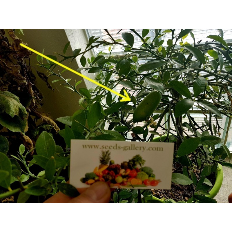 Price: €5.95 - Semillas De Lima dedo - 