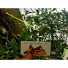 Price: €5.95 - Semi di Caviale vegetale - 