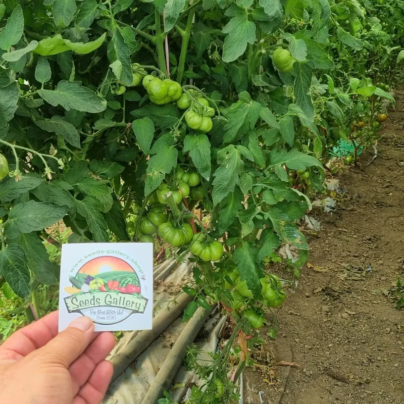 Mar Azul tomato seeds