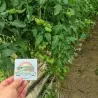 Mar Azul tomato seeds