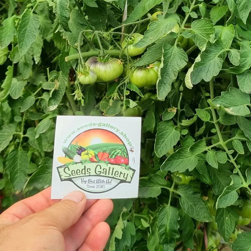 Mar Azul tomato seeds