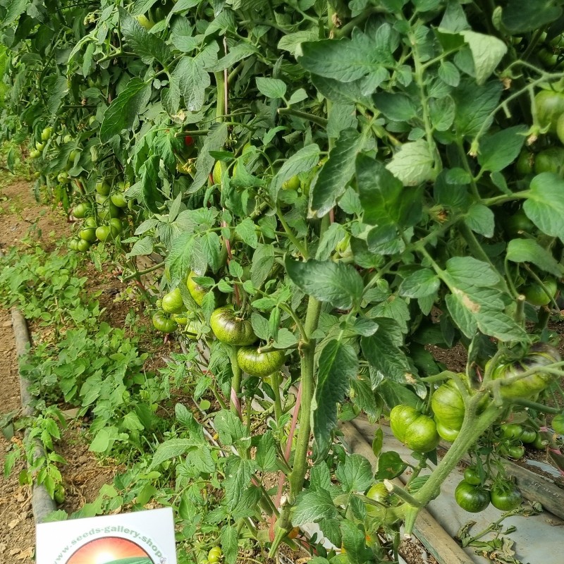 Semillas de tomate Mar Azul