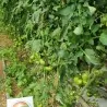Mar Azul tomato seeds