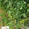 Sementes de tomate Mar Azul | 2,45 €