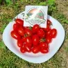 Semi di pomodoro Datterino - Datterini