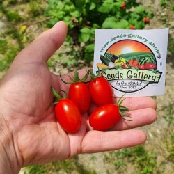 Sementes de tomate cereja...