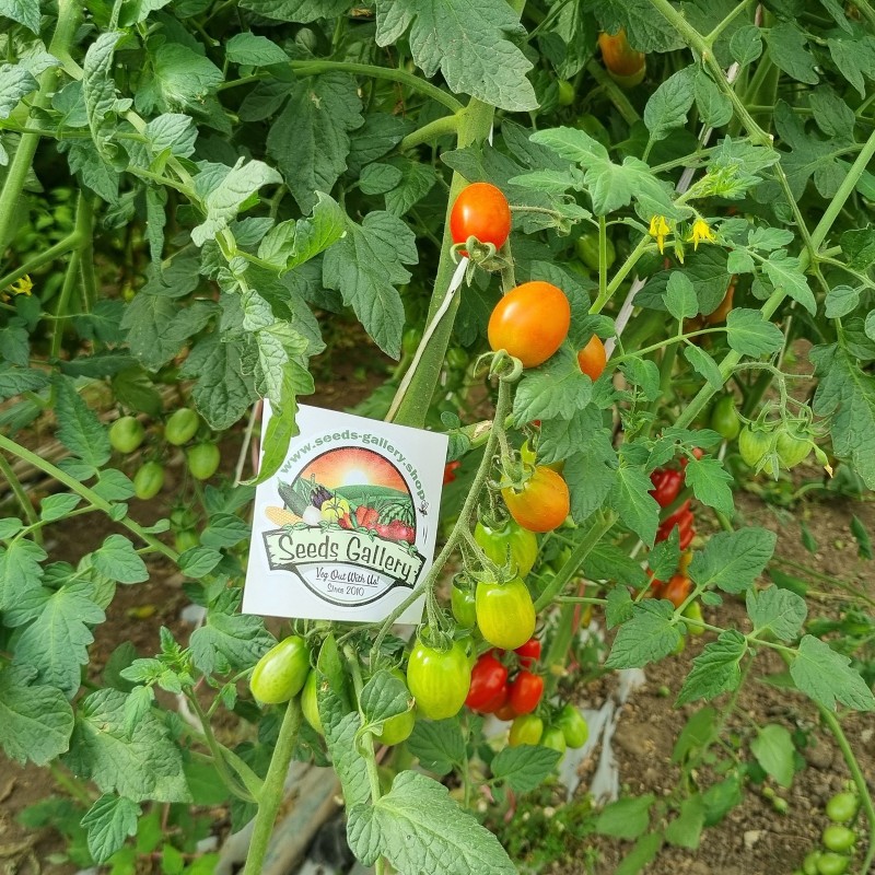 Price: €1.95 - Σπόροι τομάτας Datterino - Datterini - 