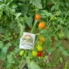 Semințe de roșii Datterino, Datterini