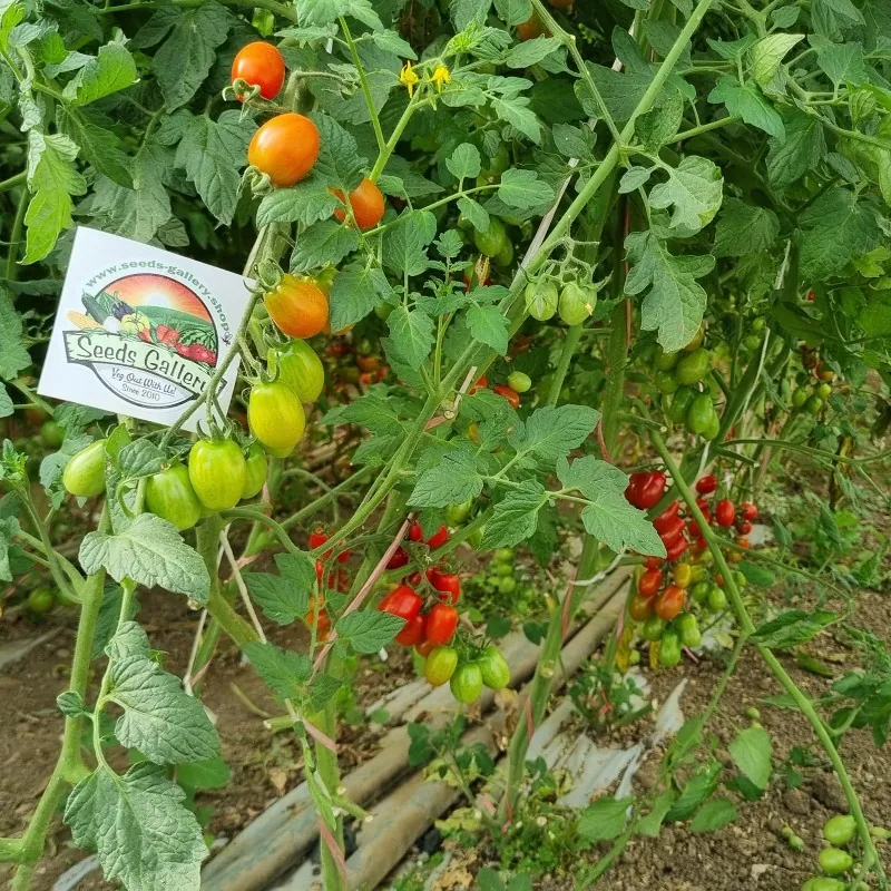 Semi di pomodoro Datterino - Datterini