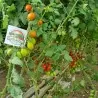Semi di pomodoro Datterino - Datterini