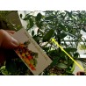 Price: €5.95 - Graines de Citron Caviar - 