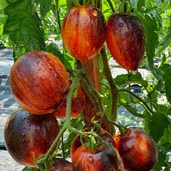Sementes de tomate Gargamel