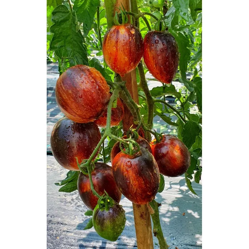 Semi di pomodoro Gargamella