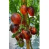 Semi di pomodoro Gargamella