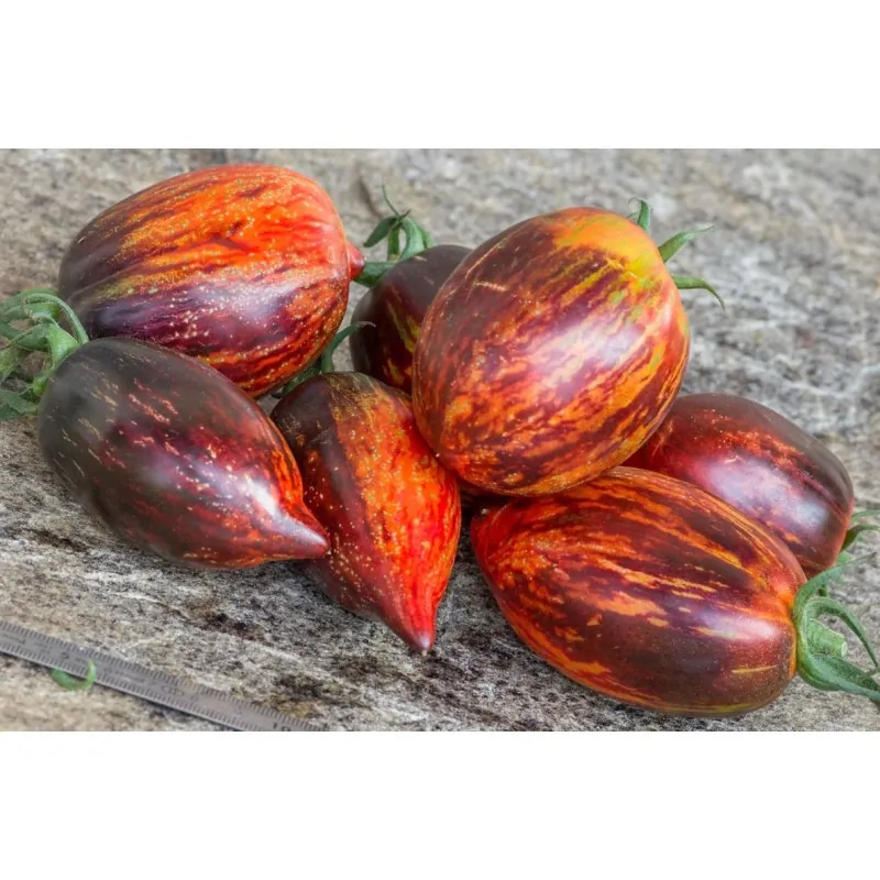 Semi di pomodoro Gargamella