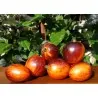 Semi di pomodoro Gargamella