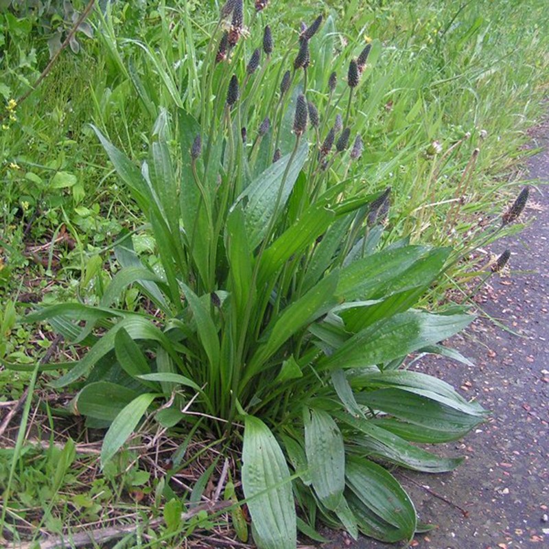 Sementes de Língua de ovelha (Plantago lanceolata)
