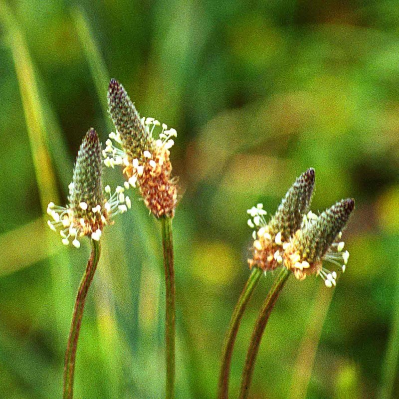 Sementes de Língua de ovelha (Plantago lanceolata)